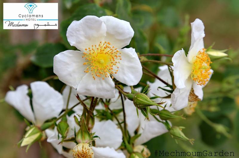 Cyclamens Mechmoum Hotel And Spa Hammamet Esterno foto