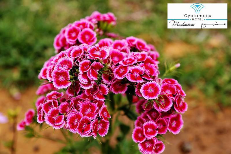 Cyclamens Mechmoum Hotel And Spa Hammamet Esterno foto